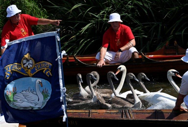 swans passing boat