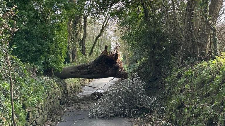 Tree down St Lawrence