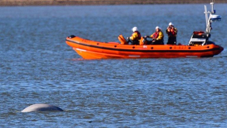 Beluga whale in the Thames