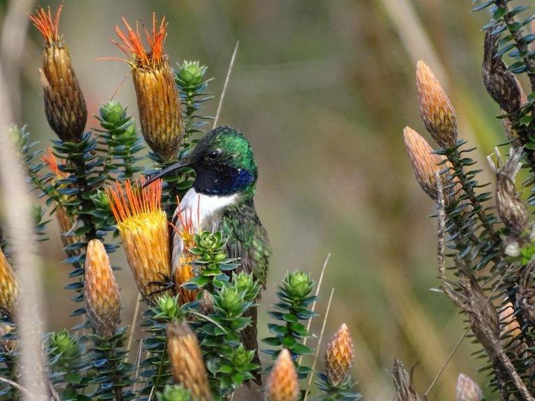 A male blue-throated hillstar hummingbird (Oreotrochilus cyanolaemus) pictured at the Cerro de Arcos