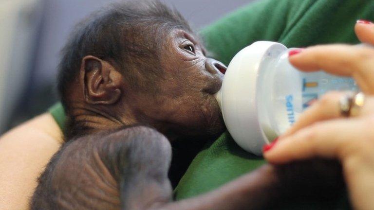 Baby gorilla drinking milk