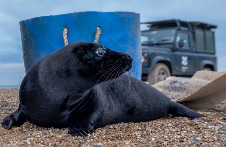 black melanistic seal