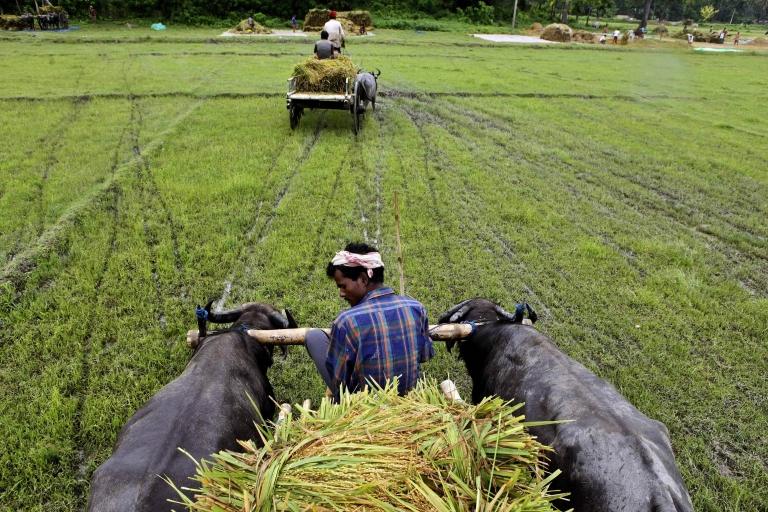 India farmer