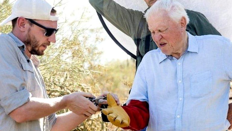 Sir David wincing and getting spikes removed