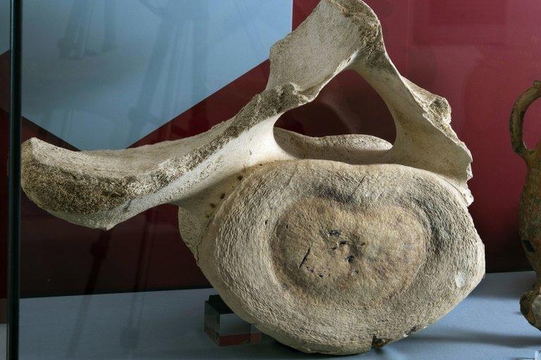 Whale bone