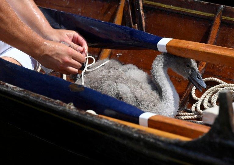 swan in board being measured