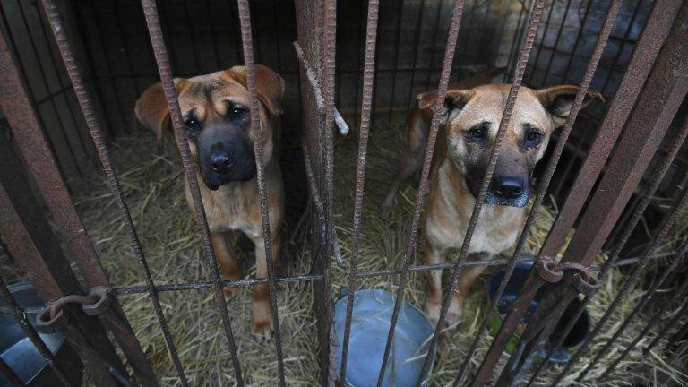 Dogs in cages