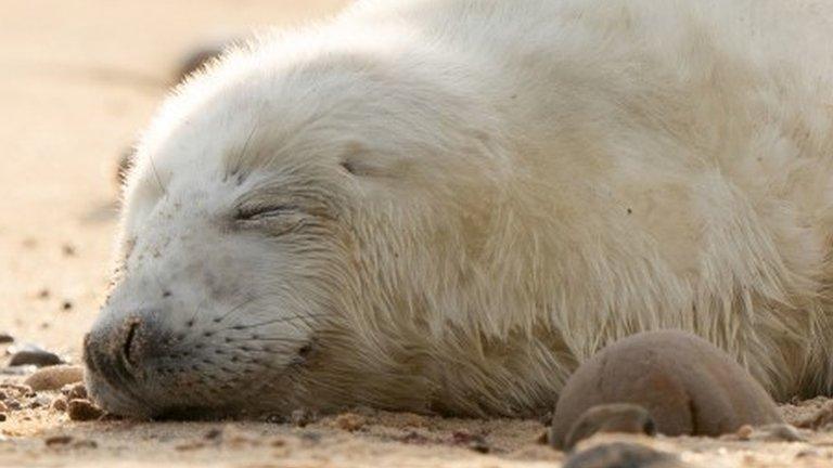 Grey seal pup