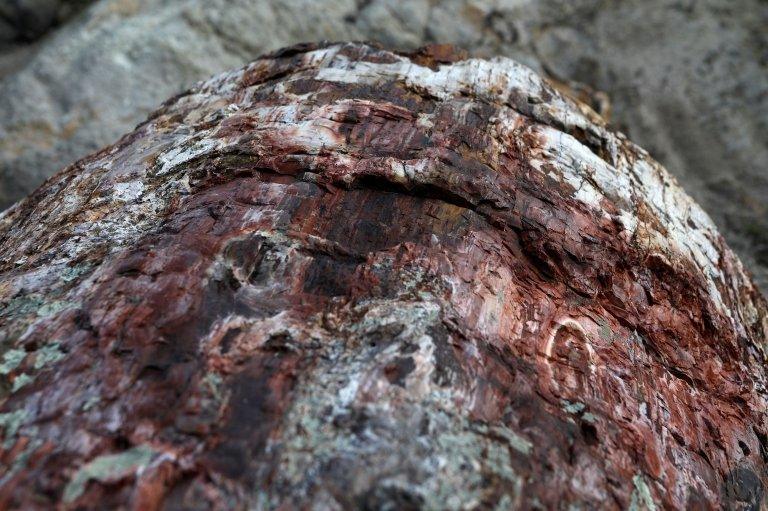 close up of a fossilised tree