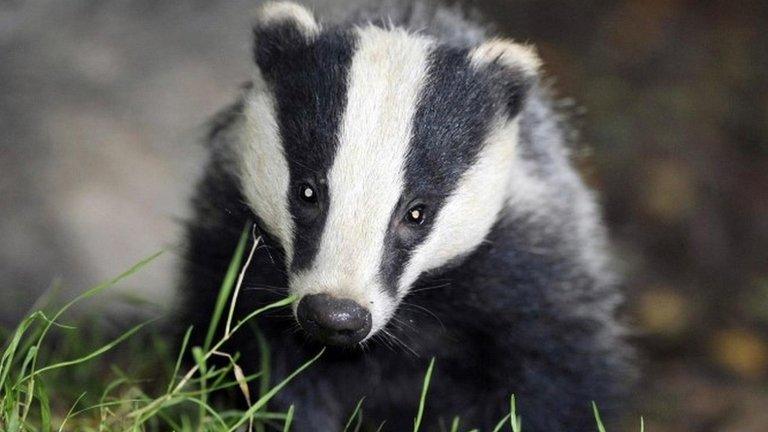 Badger