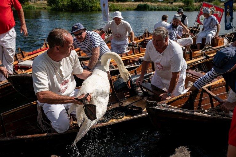 Swan uppers lift swan out of water