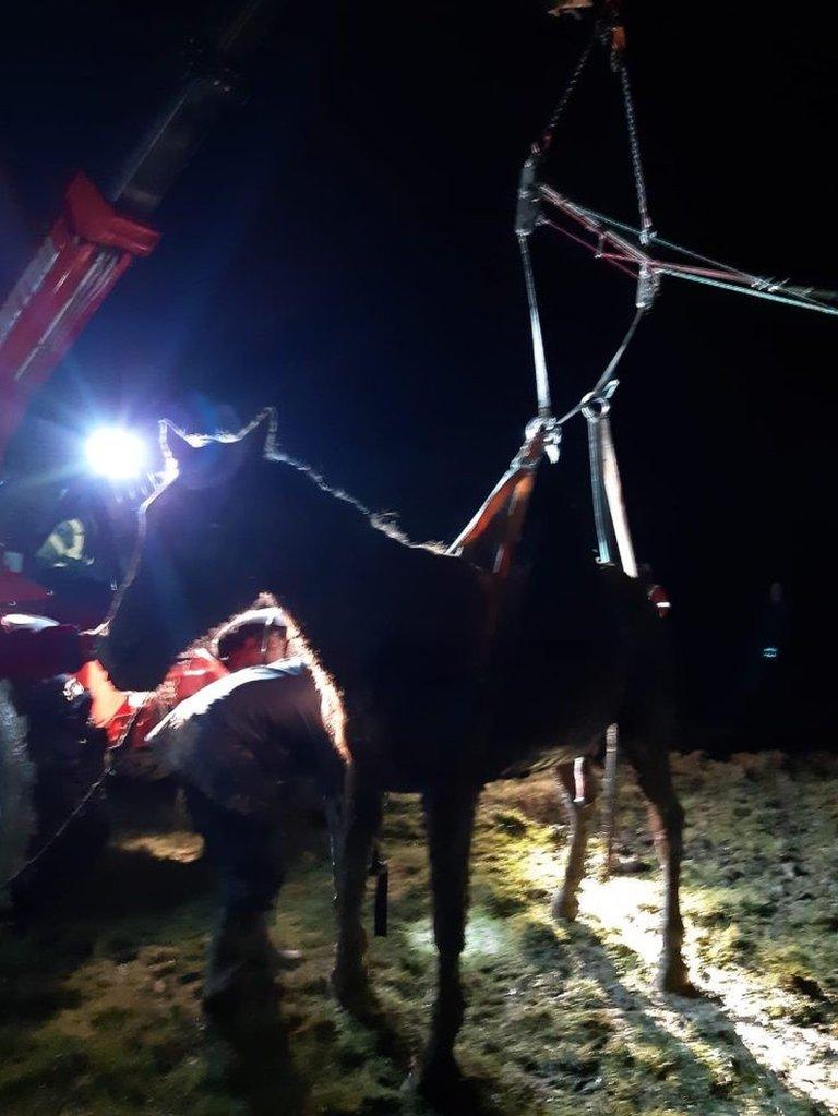 Lincoln the horse lifted to safety