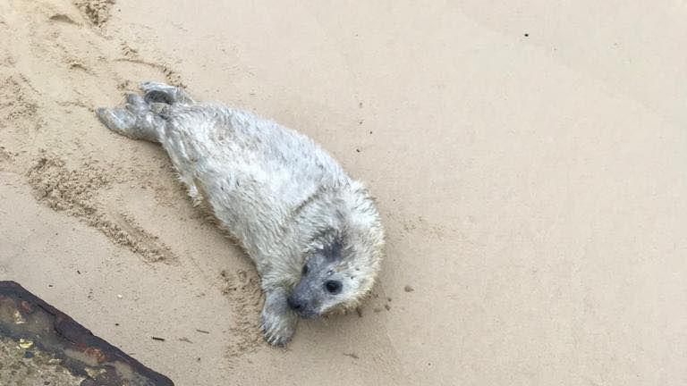 Seal pup