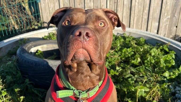 A brown Mastiff dog with green eyes in sat up straight in a garden.