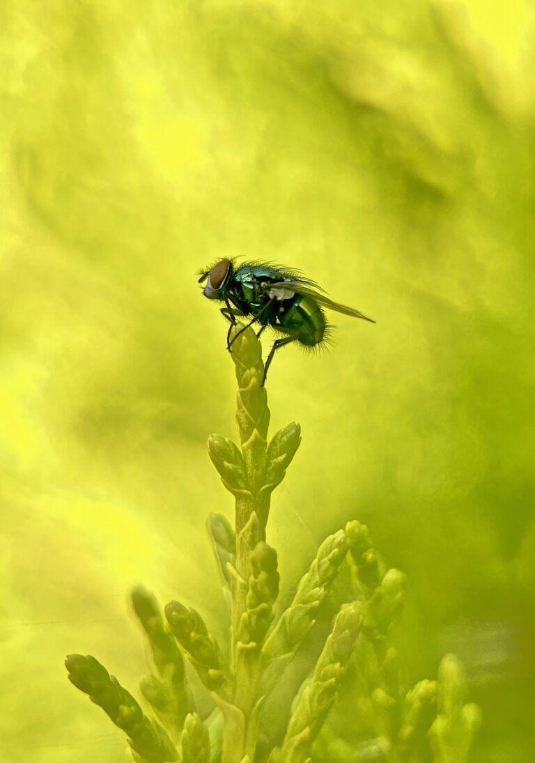 A fly perched on a bright green hedgerow in the front garden.