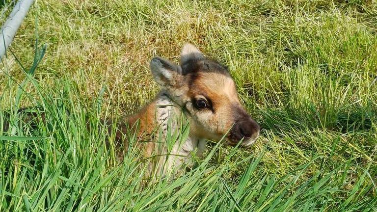 The calf lying in the grass