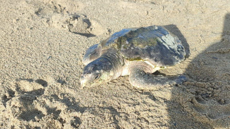 Rhossi as a small sea turtle sitting on the sand of a beach. He is considerably smaller than the other pictures in this story, and his shell and head are a darker blue/grey - the colour of younger turtles of his species.