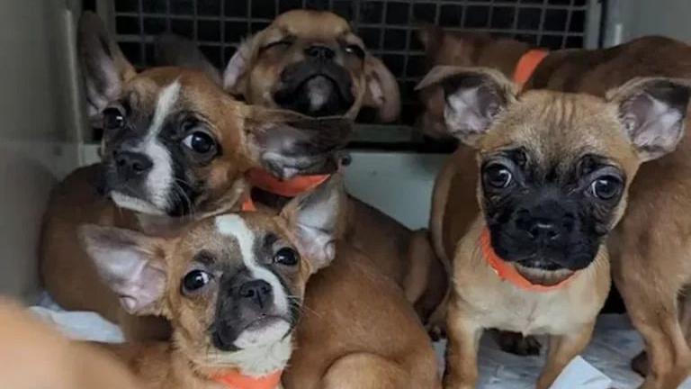 Five puppies in a carrier looking at the camera