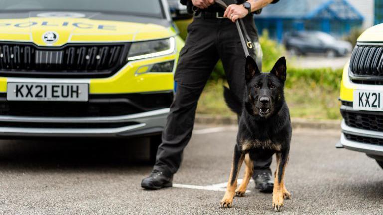 Large black dog with brown paws on the lead