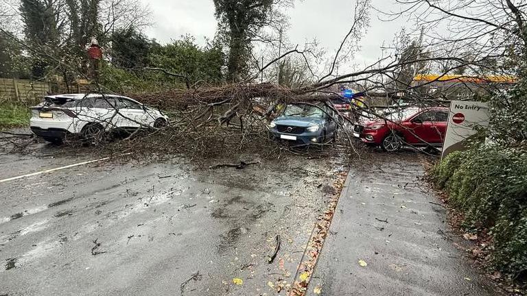 A blue Volvo, a white car, and another red car have been hit by the falling tree.