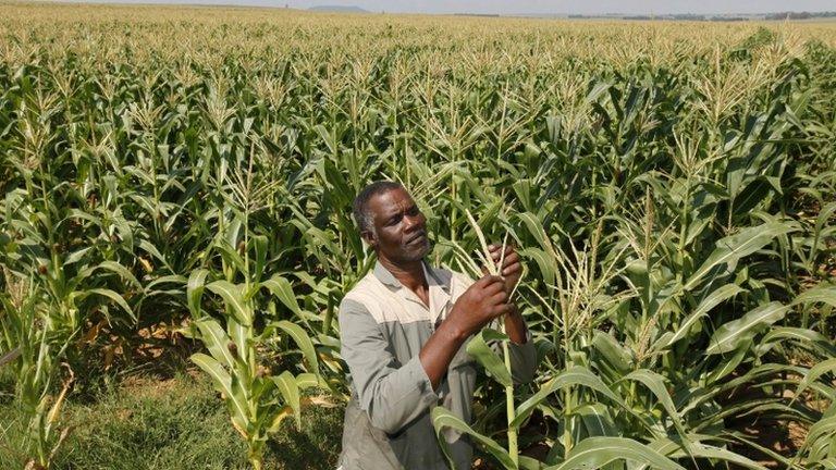 A farmer in South Africa's Eastern Free State, April 2012