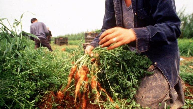 vegetable picking