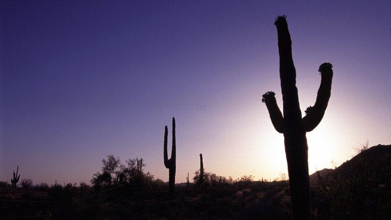 Saguaro cacti in the Arizona desert at sunrise 2001