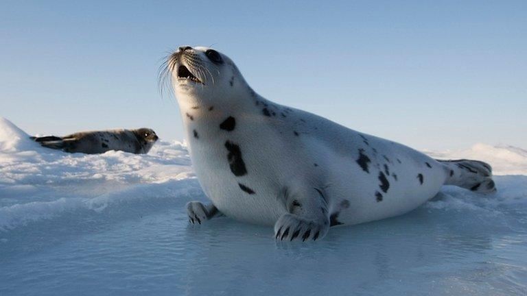 A harp seal pup lies on an ice floe March 24, 2008 in the Gulf of Saint Lawrence in Canada