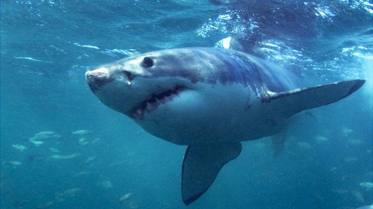 Great white shark