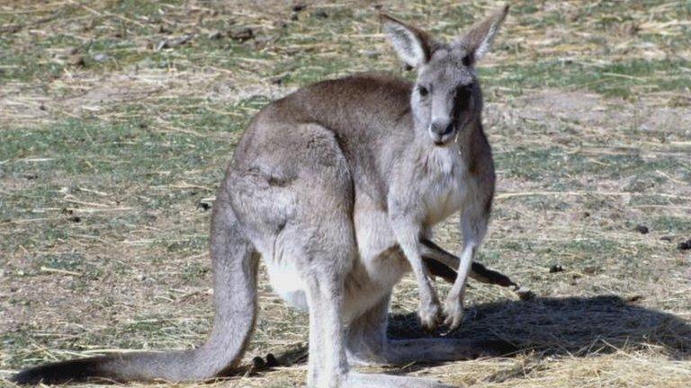 Kangaroo