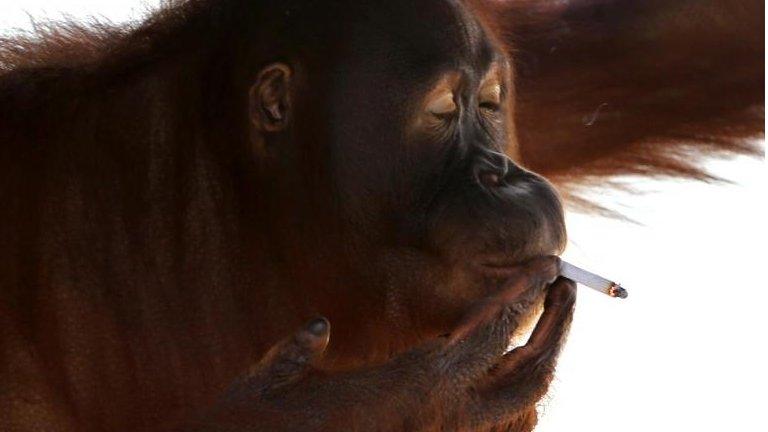 File photo of Tori, an orangutan smoking a cigarette inside her cage at Satwa Taru Jurug zoo in Solo, Central Java, Indonesia