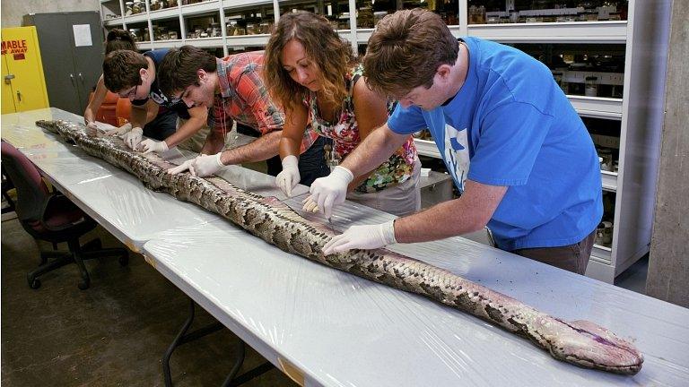 Researchers at the University of Florida examine the snake. 10 August 2012