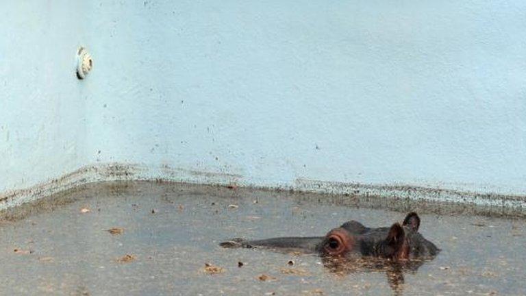 Hippo in the pool at the Monate Conservation Lodge, north of Johannesburg