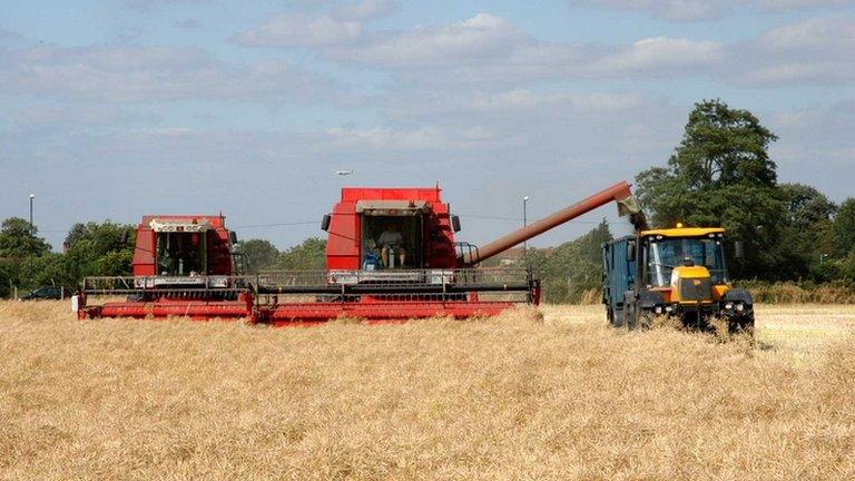 Harvest time