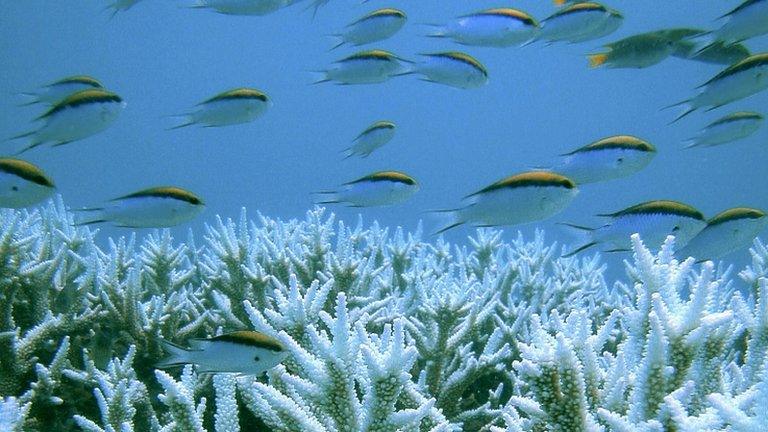 Great barrier reef corals