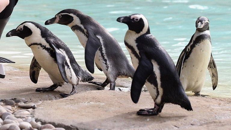 Penguins at London Zoo in August 2012