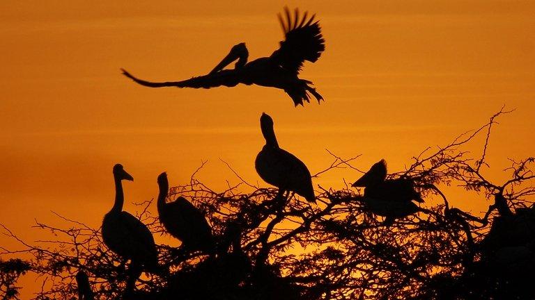 Indian pelicans