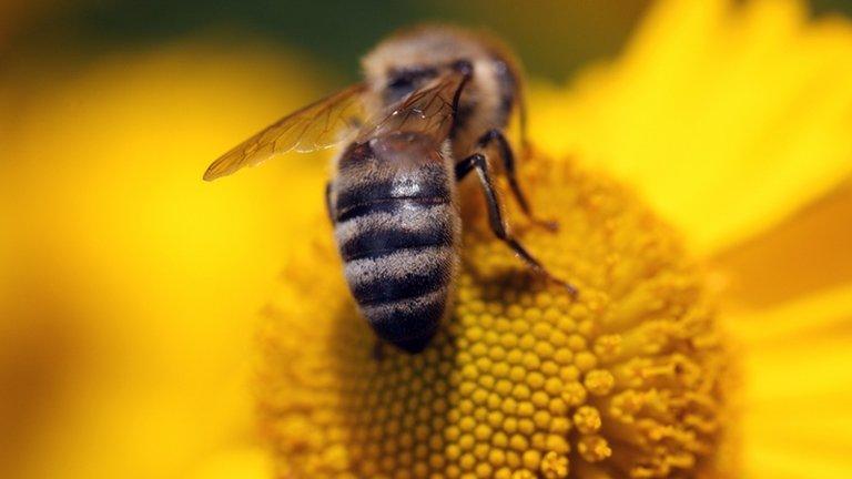 Honey bee on flower