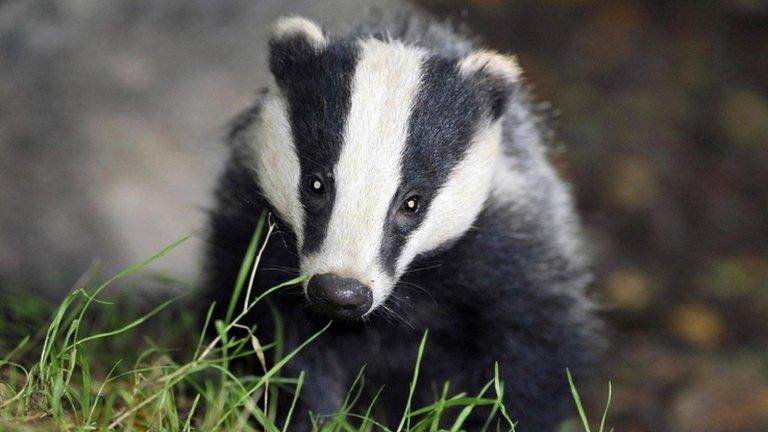 Badger