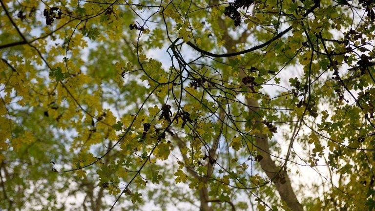 Ash trees (Getty Images)