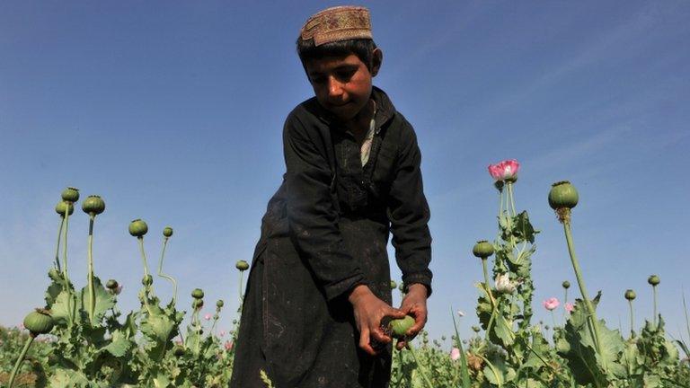 File photo taken on April 25, 2011 eight-year old Muhammad Bayan harvests opium poppies at his family"s field at Maranjan Village in Helmand province