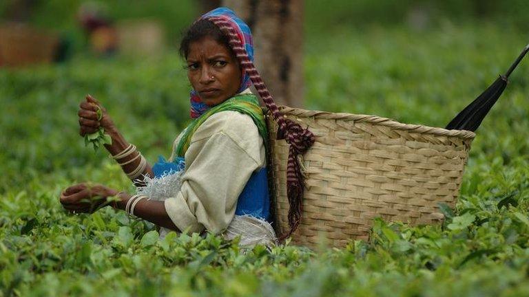 Tea picker in Assam