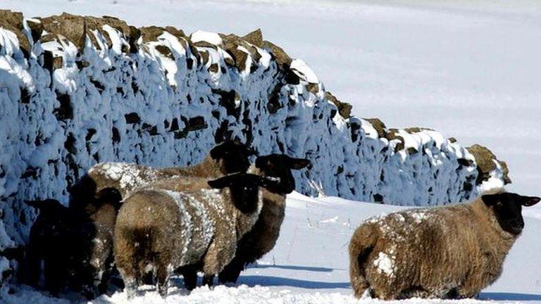 Sheep by a wall in snow