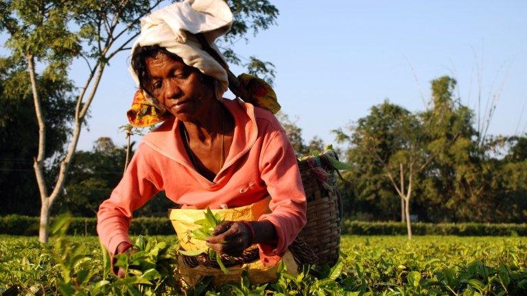 Assam tea garden