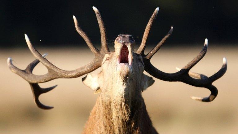 Red deer stag