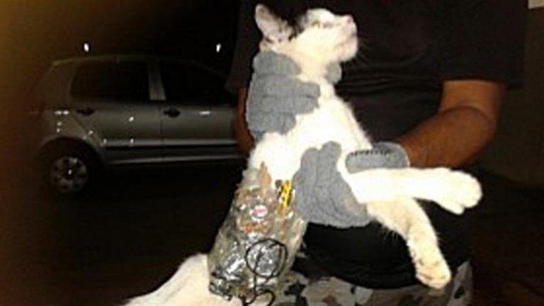 A prison guard holds the cat at the prison in Arapiraca, 5 January