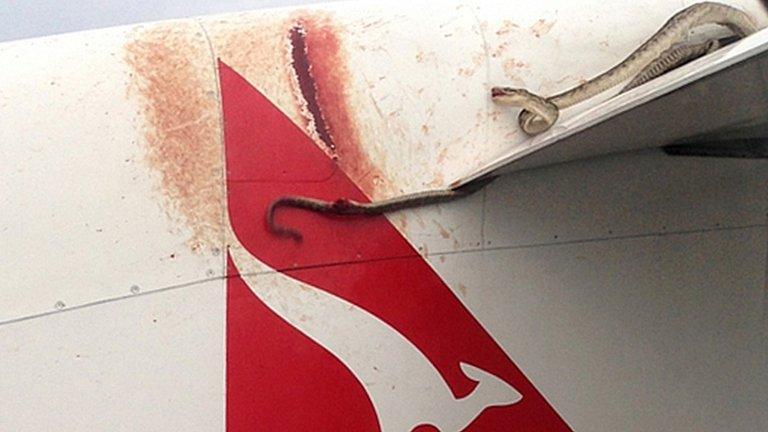 Python wrapped around wing of plane. 9 Jan 2013