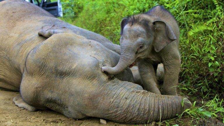 Baby elephant by its dead mother in Gunung Rara Forest Reserve in Sabah, Malaysia (23 Jan 2013)
