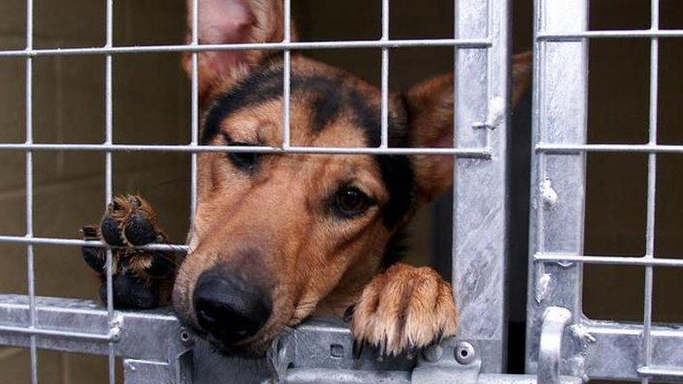 Dog in a kennel at Manchester dogs home