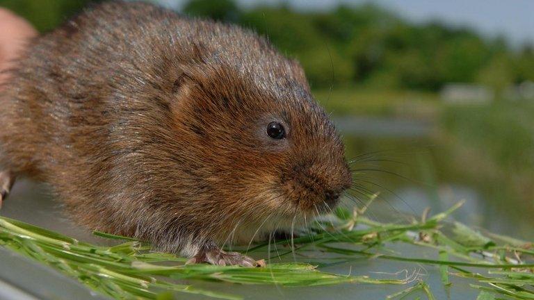 Water vole - generic